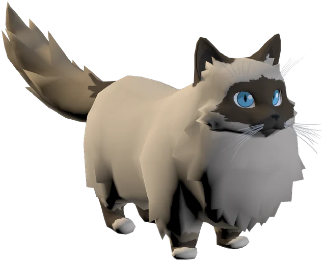 Maya, a fluffy Birman cat with blue eyes