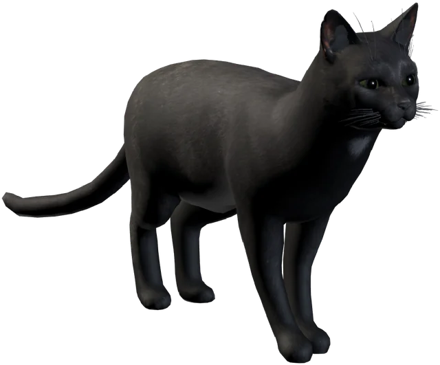 A sleek black shorthair cat